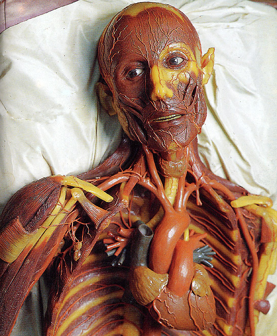 "Despellejado", modelo anatómico masculino en cera (detalle). Museo di Storia Naturale “La Specola”, Florencia.